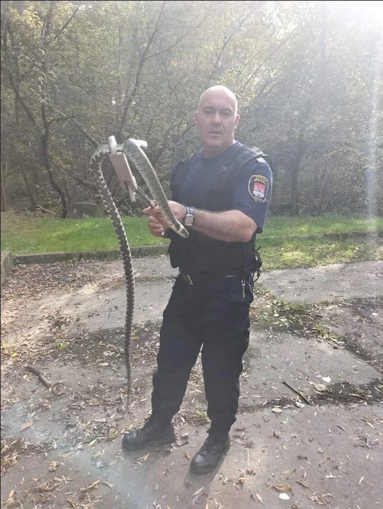 Wąż, który ukrył się w salonie samochodowycm