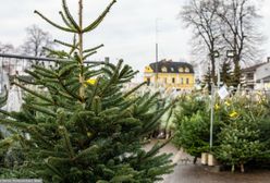 Ceny choinek 2022. Inflacja nie ominęła sprzedawców świątecznych drzewek