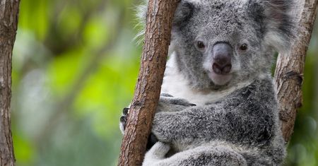 Koala australijski zagrożony. Gatunek może wyginąć w ciągu 30 lat