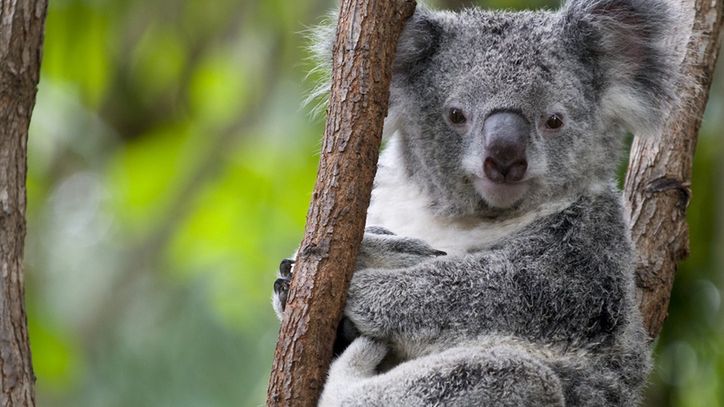 Koala australijski
