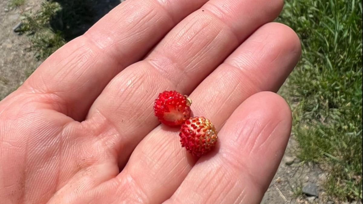 Leśnicy pokazali zdjęcie. Dowód, że już się pojawiły