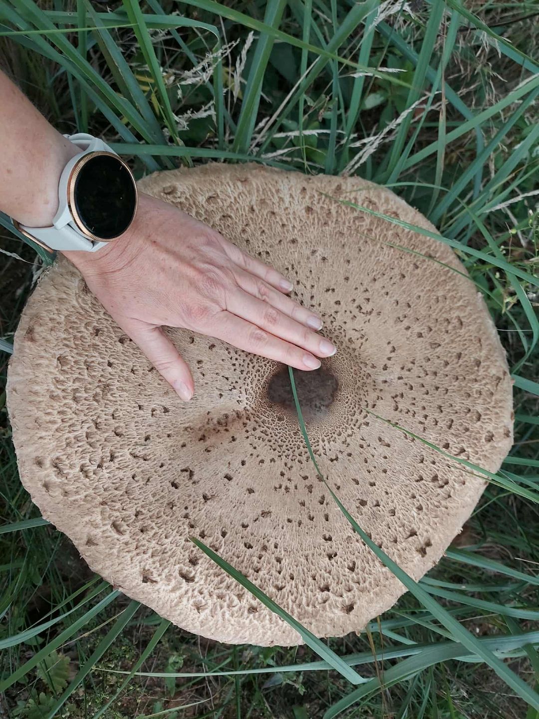 Pani Monika znalazła ogromną kanię.