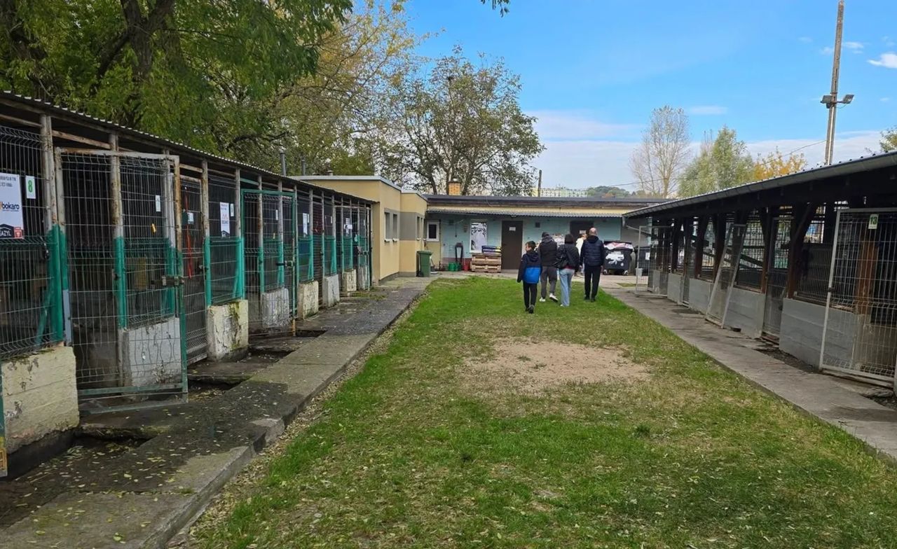 Schronisko Azorki w Gorzowie. Miasto ogłosiło konkurs