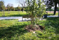 Wrocław. Wandale znów w akcji. Wykorzystali paliki drzew, by urządzić ognisko na placu zabaw