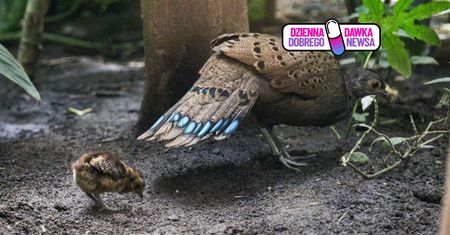 Chodzi za mamą krok w krok. Nowy maluch w warszawskim zoo