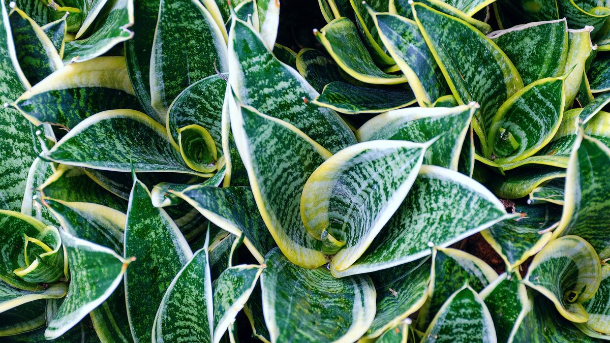 Tę roślinę warto trzymać w sypialni