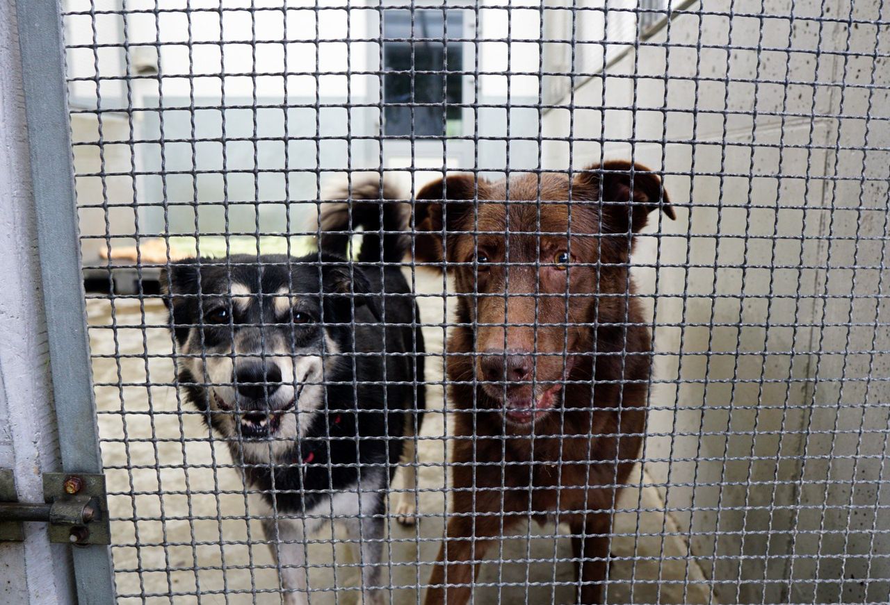 Lublin: Stało się to pierwszy raz w historii schroniska dla bezdomnych zwierząt