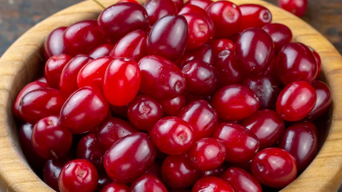 Dereń rośnie w lasach i zaroślach 