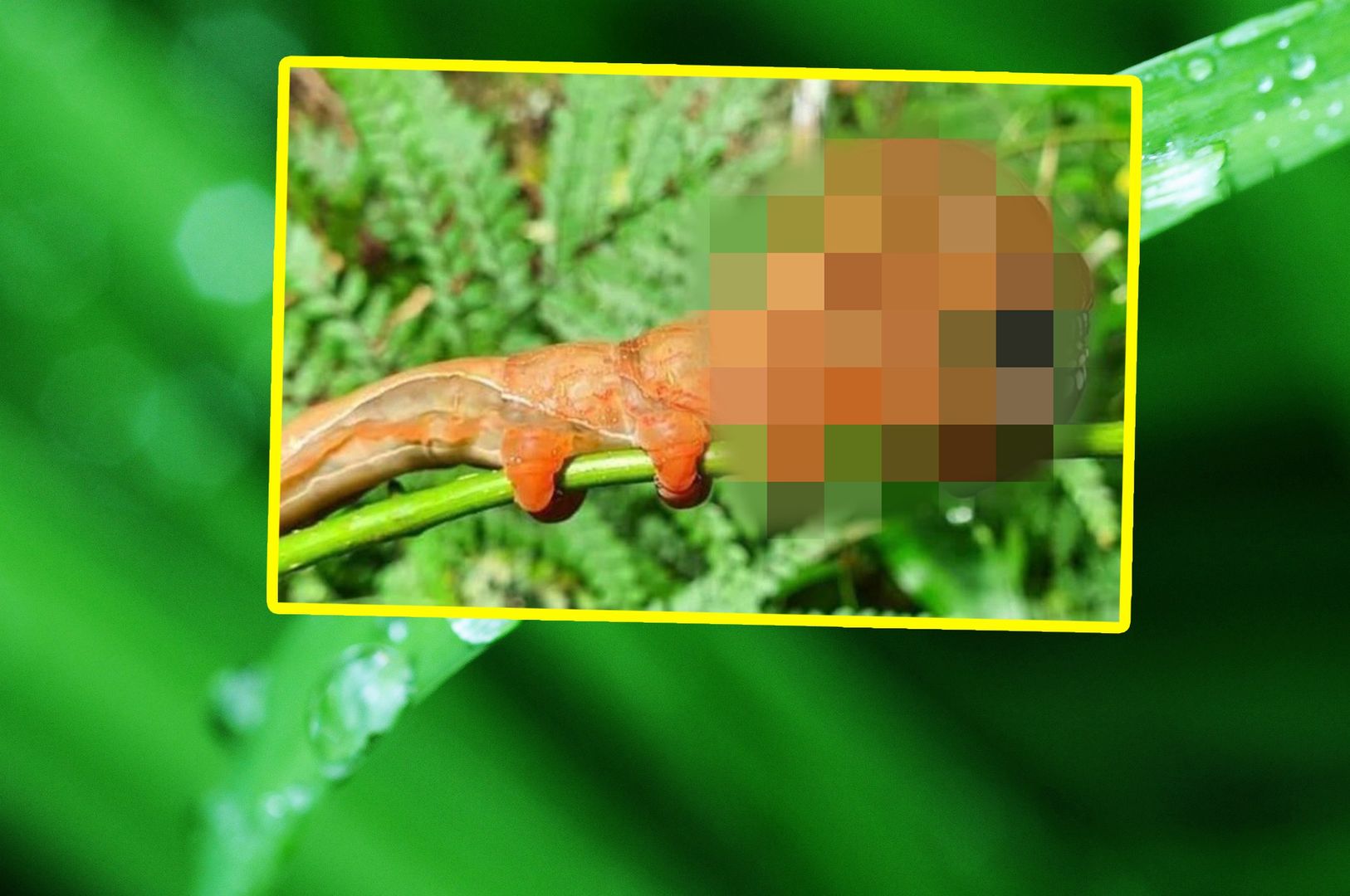 Gigantyczna larwa z "ludzką twarzą". Zdjęcia mrożą krew w żyłach