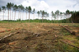 Lex Izera trafiła do Senatu. Specustawa ułatwi m.in. wycinkę lasu pod fabrykę samochodów
