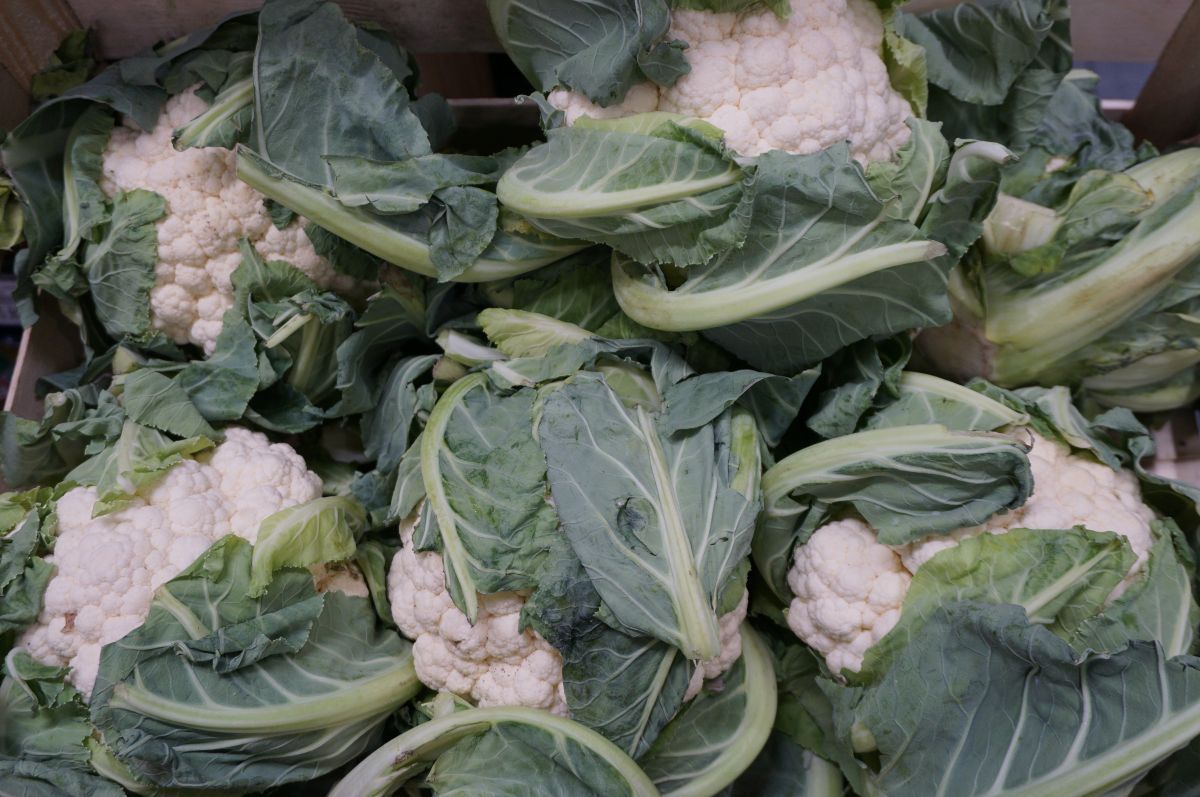 Zdesperowani plantatorzy mulczują polskie kalafiory. Nie ma zbytu