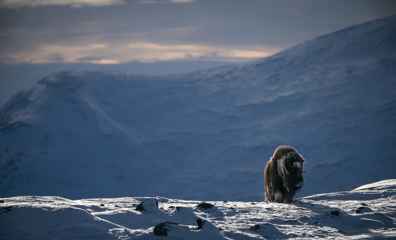 Cudowny film pokazuje piękno rzadkiego piżmowoła arktycznego