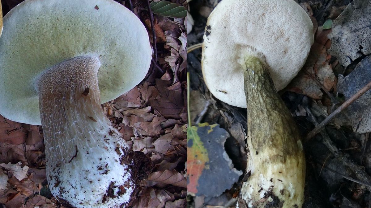 Po lewej borowik szlachetny, po prawej bliźniaczo podobny młody owocnik niejadalnego goryczaka żółciowego  