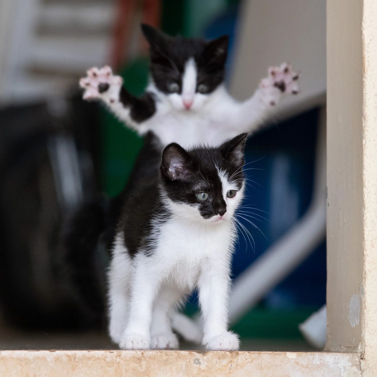 Zdjęcie finalisty konkursu Comedy Pet Photo Awards.