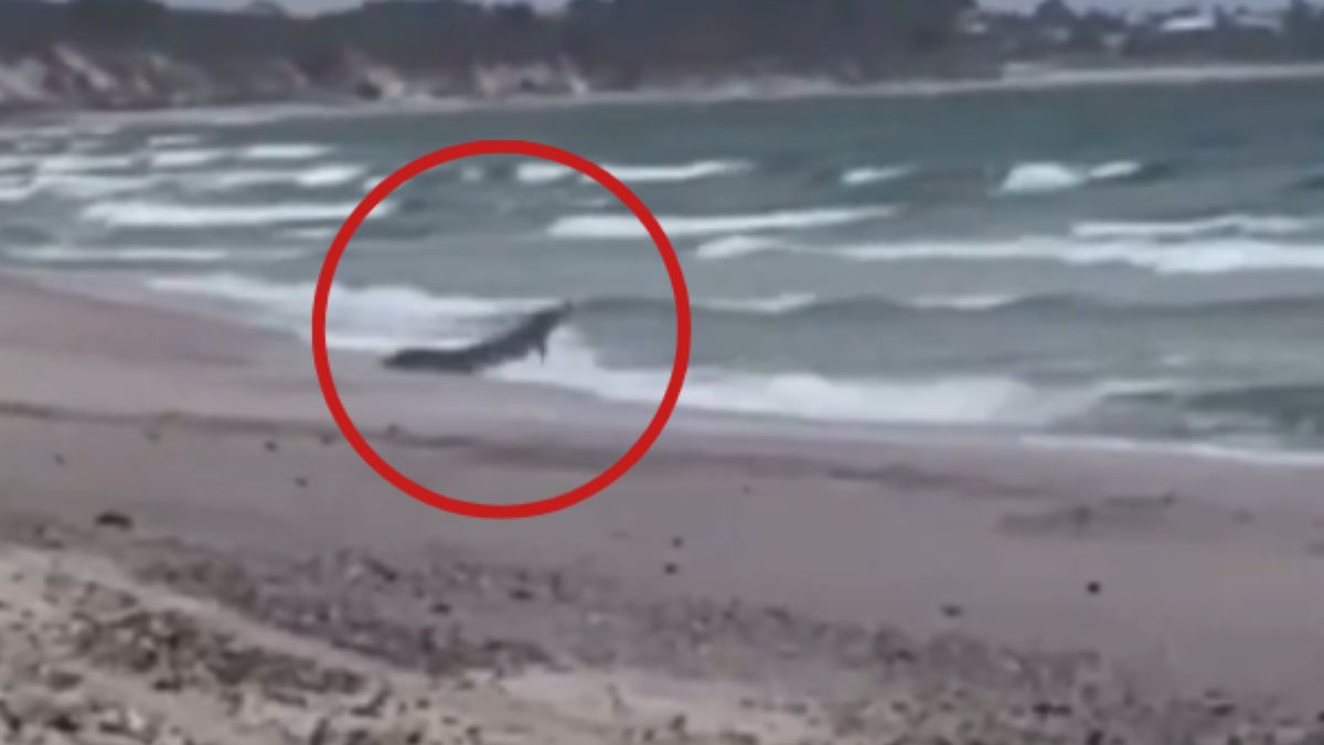 Krokodyl na popularnej plaży Coonarr Beach w Australii