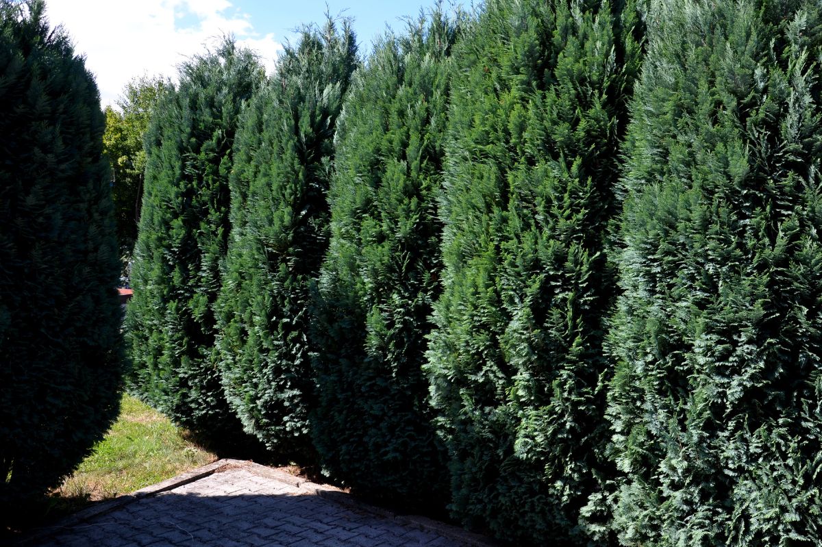 Replace arborvitae with fast-growing, low-maintenance cypress