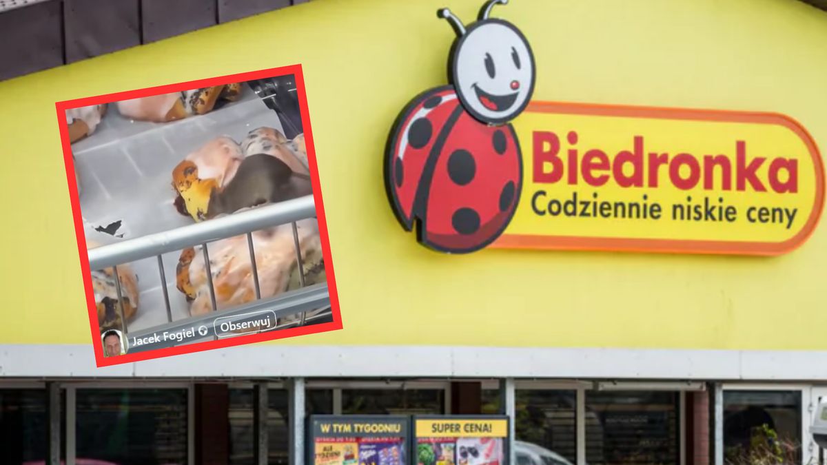 Mysz wcinała drożdżówkę z makiem i lukrem