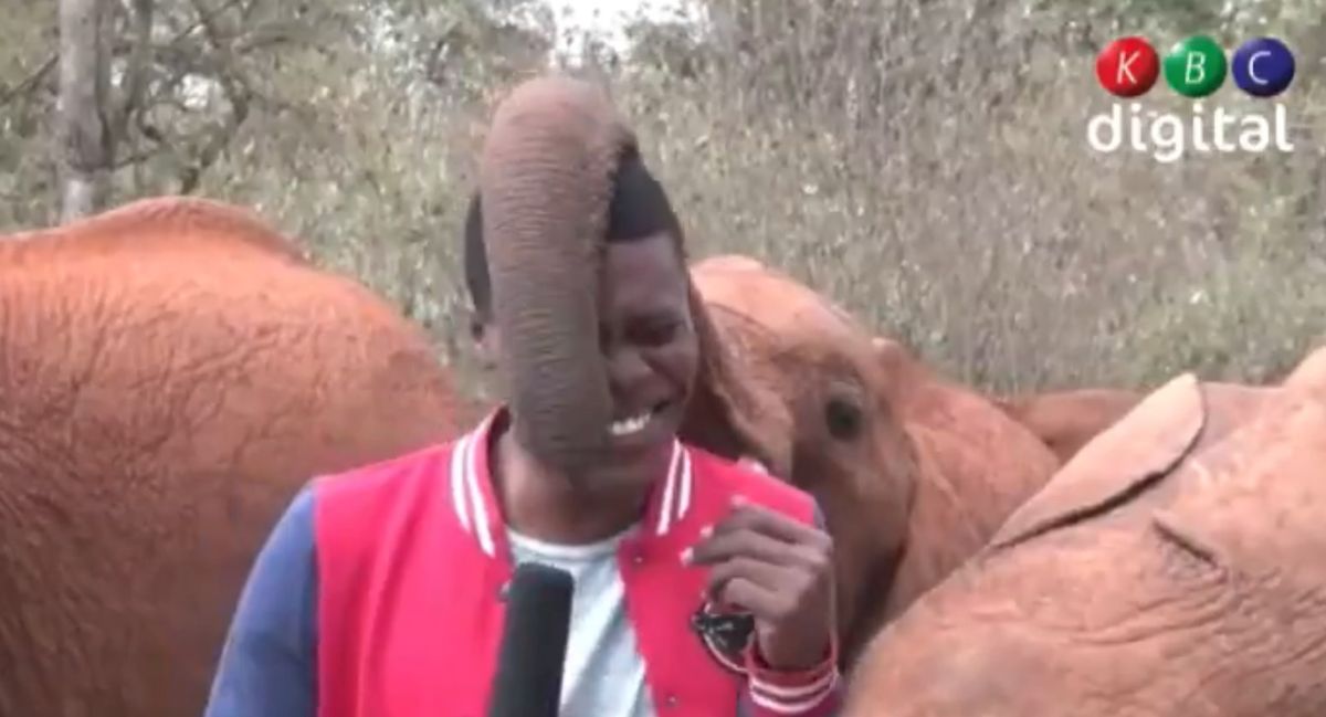Reporter zaczepiony przez słonia nie mógł powstrzymać się od śmiechu