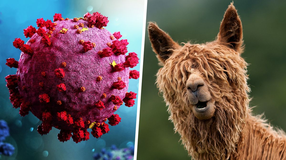 Firma biotechnologiczna ExeVir z Gandawy otrzyma 25 milionów euro z funduszy Europejskiego Banku Inwestycyjnego