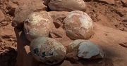 Skamieniałe jaja drapieżnych dinozaurów. Niezwykłe odkrycie w Brazylii