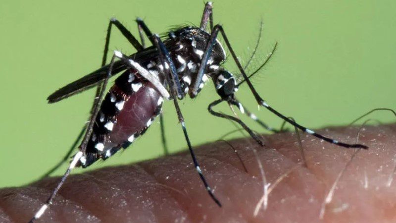 Nowy gatunek komara może być niebezpieczny