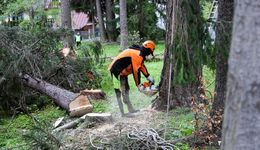 Deweloper wyciął stare drzewa bez zgody. Grożą mu wysokie kary