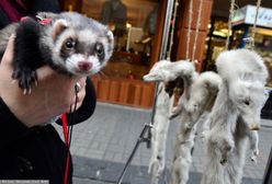 Koniec futrzarskich hodowli? Projekt wraca do komisji w Sejmie