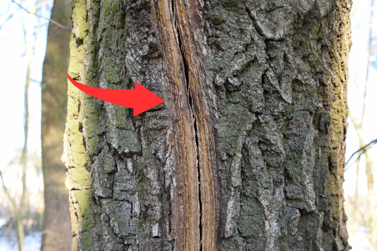 W słoneczne, mroźne dni. Słychać to w lesie. Leśnicy wprost. "Strzelają"