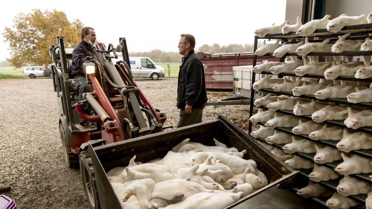 Duński rząd zdecydował, by poddać ubojowi wszystkie norki w kraju, by zapobiec rozprzestrzenianiu się COVID-19.