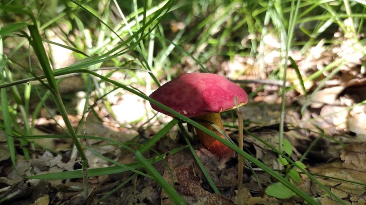 W lasach już można spotkać grzyby. Niewiele jednak osób wie, jak nazywa się gatunek widoczny na zdjęciu 