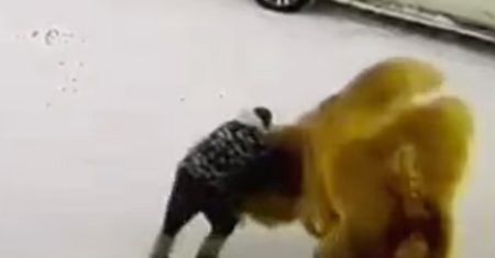 Rosjanin brutalnie bił zwierzę. W odwecie zadeptało go na śmierć