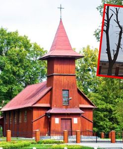 "To wspólna decyzja". Parafianie ogołocili drzewa, ksiądz zapłaci karę