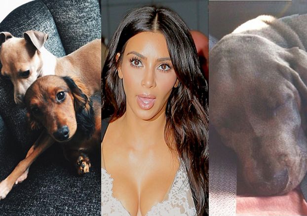 Kim Kardashian: "Każdego roku mam wiele zwierząt. Nie jestem ich miłośniczką!"