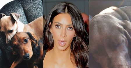 Kim Kardashian: "Każdego roku mam wiele zwierząt. Nie jestem ich miłośniczką!"