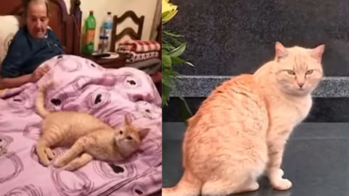 Kot mieszkał na grobie swojego właściciela