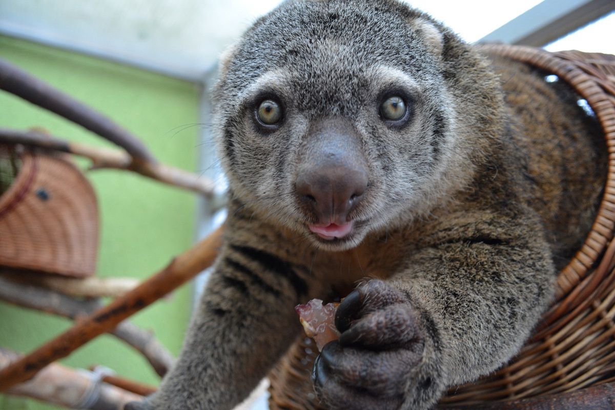 Wrocław. Koronawirus. Dramat w ZOO. Wszyscy pospieszmy z pomocą