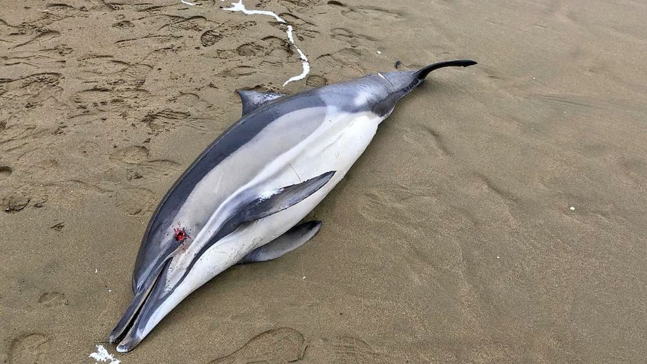 Delfiny 