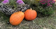 Nie wyrzucaj dyni po Halloween. To czyste marnotrawstwo