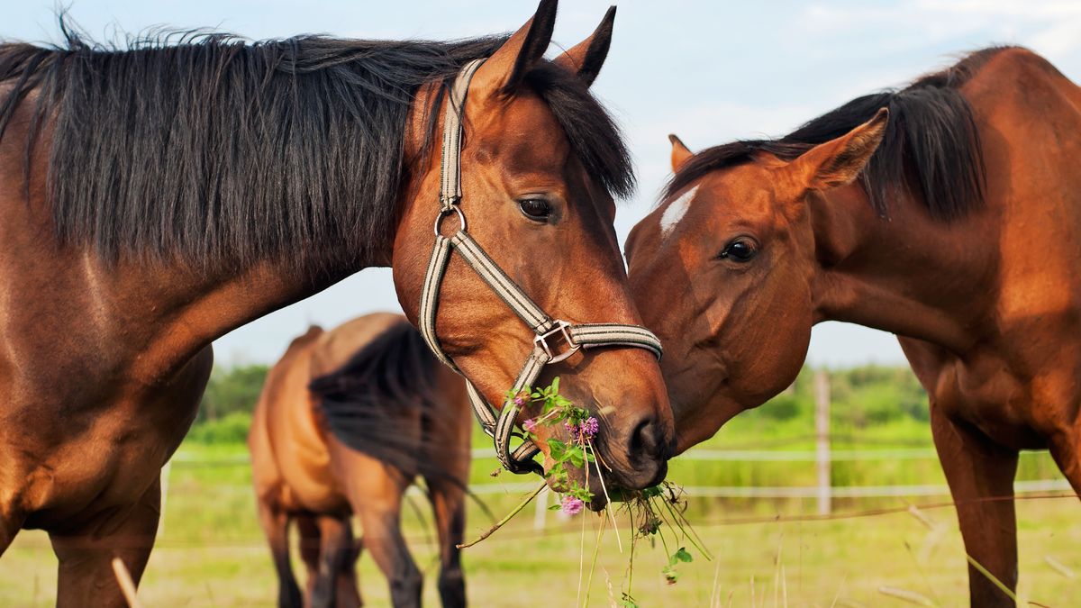 Rząd chce podnieść podatek VAT od sprzedaży koni