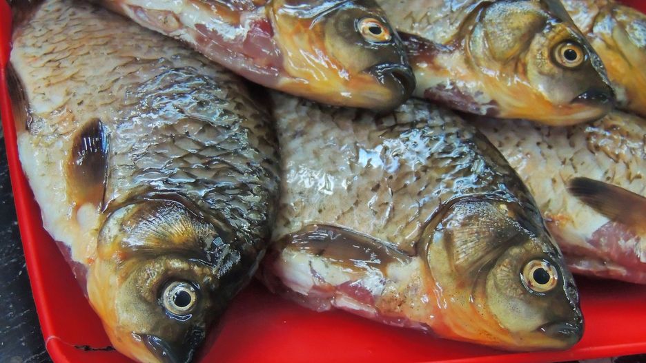 Świeży karp