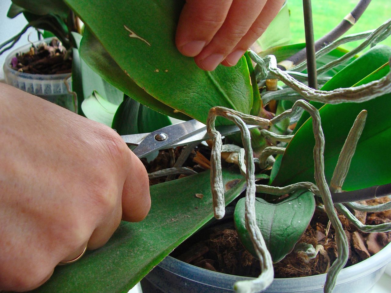 Growing an orchid from a leaf does not have to be a difficult task.