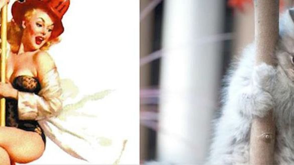 Dziewczyny pin-up i słodkie koteczki w tych samych pozach! Panowie, co wolicie? 1