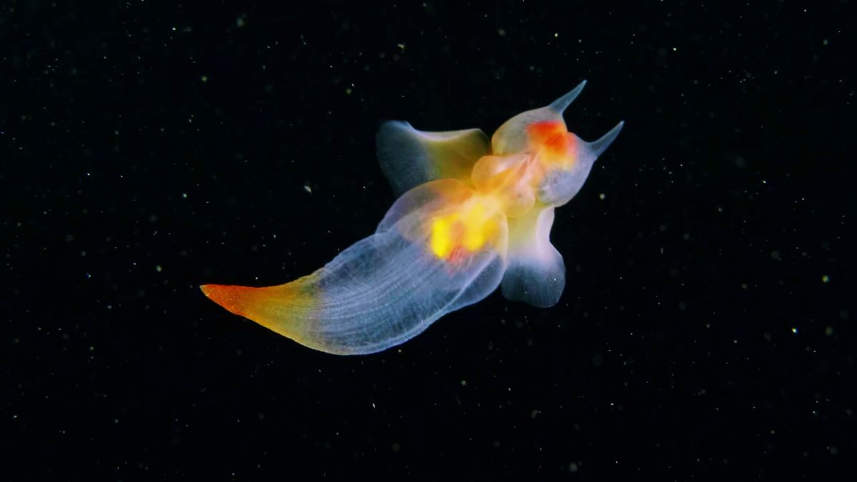 Rzadki anioł morski na filmie. Te stworzenia naprawdę istnieją 1