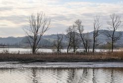 Dunajec. Wyłowiono ciało kobiety. Była poszukiwana