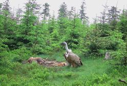 Sensacja w Górach Sowich. Uchwycili sępa. Pierwszy taki przypadek