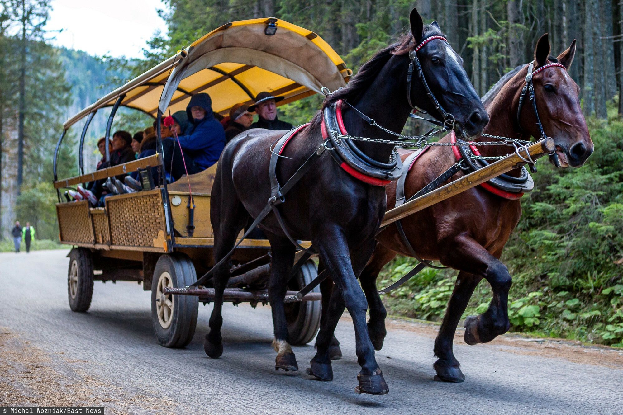 Paweł Golec o transporcie konnym na Morskim Oku