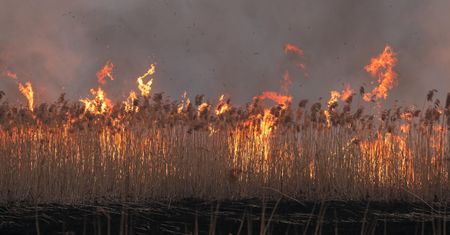 Spalili 5 tysięcy hektarów lasu. Śledztwo umorzono