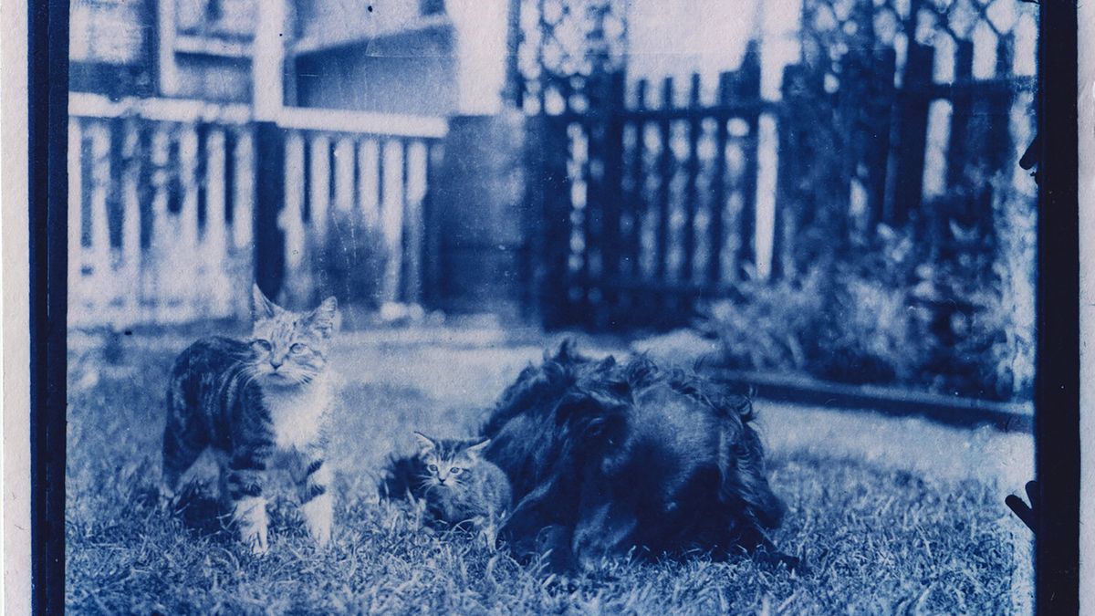 Znalazł szklane negatywy z kotami sprzed 120 lat i zrobił piękne cyjanotypy 1