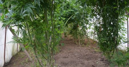 Marihuana wśród pomidorów. Nietypowa plantacja w Bolesławcu