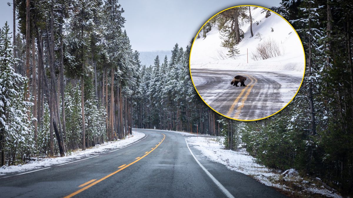 W Yellowstone udało się sfotografować rosomaka 